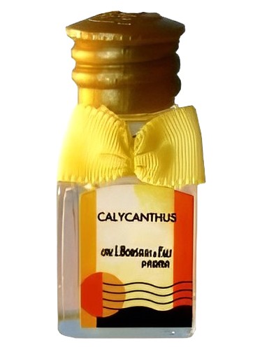 Calycanthus