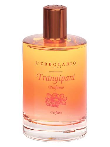 Frangipani